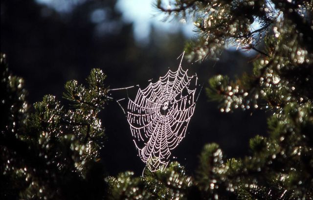 Spider web Picture