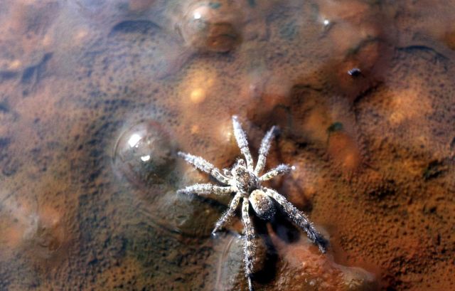 Spider in hot springs runoff Picture
