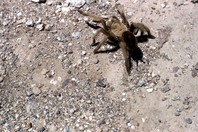 Tarantula Picture