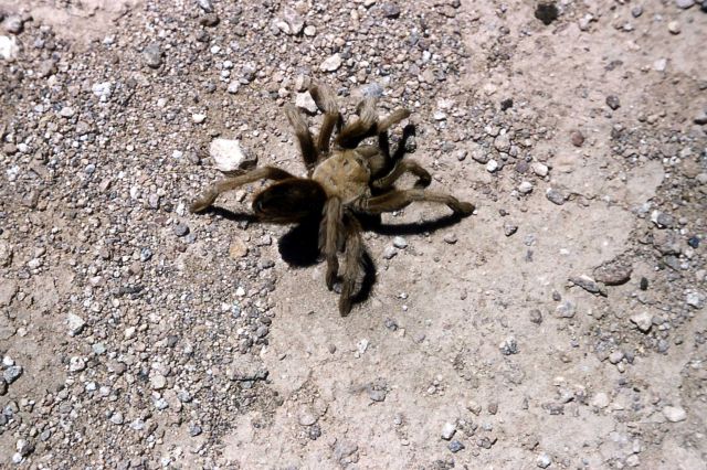 Tarantula Picture