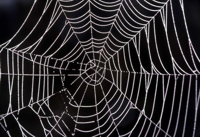 Spider web Picture