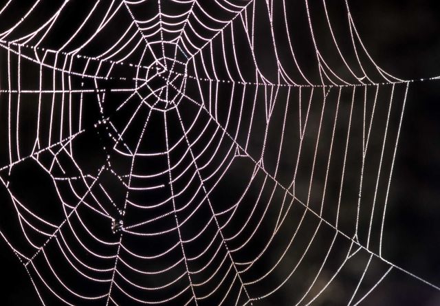 Spider web Picture