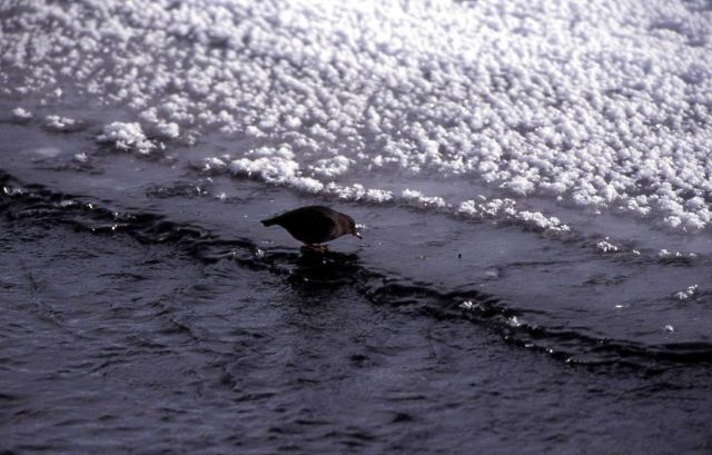 Dipper eating insect in the Lamar River Picture