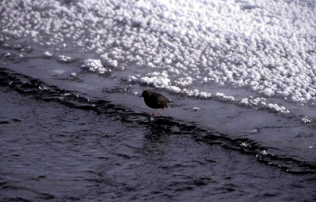 Dipper in Lamar River Picture