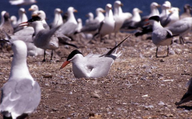 Caspian Tern on nest Picture