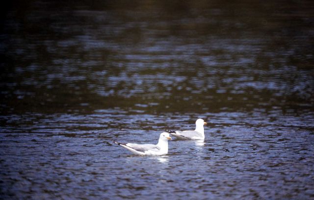 Two California Gulls on water Picture