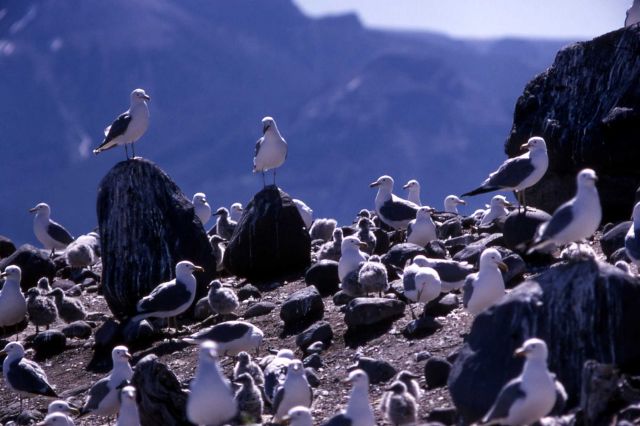 Adult California Gulls with juveniles Picture