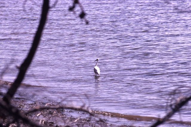 Snowy egret feeding Picture