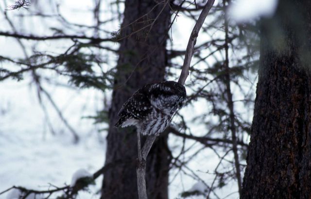 Boreal Owl in Silver Gate, Montana Picture