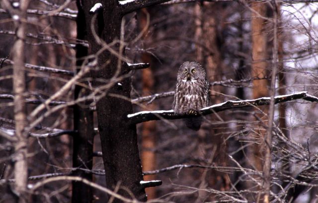 Great Gray Owl perched on burned tree branch Picture