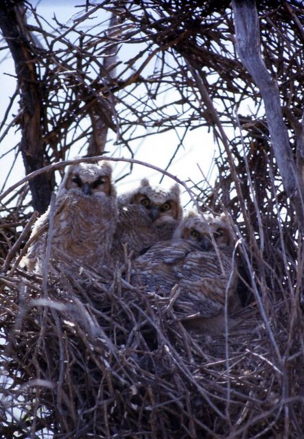 Three Great Horned Owl nestlings Picture