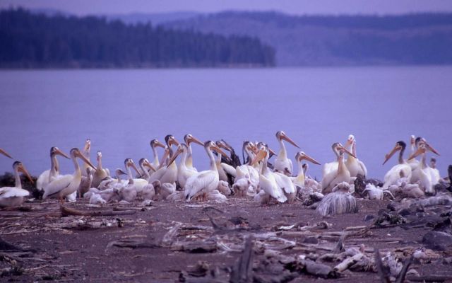 White pelicans & juveniles Picture