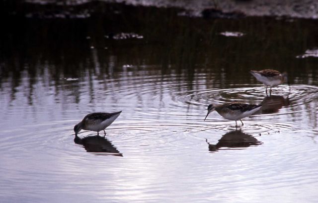 Three Wilson's Phalaropes Picture