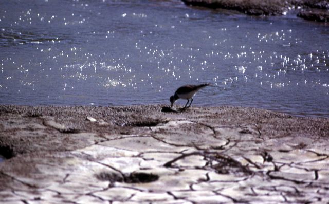 Killdeer Picture