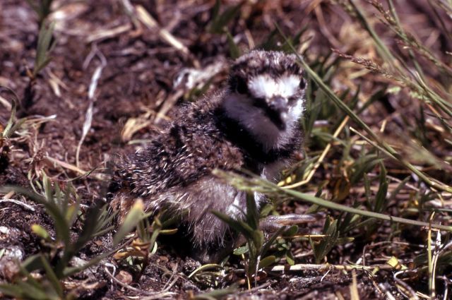 Juvenile Killdeer Picture