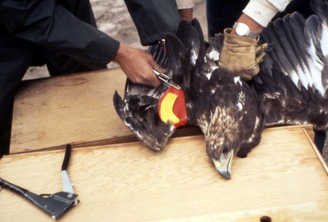 Eagle transplant Picture