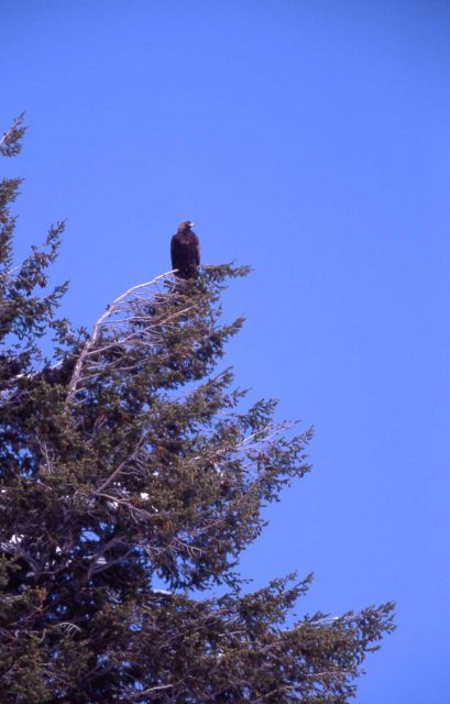 Golden Eagle near Soda Butte Creek Picture