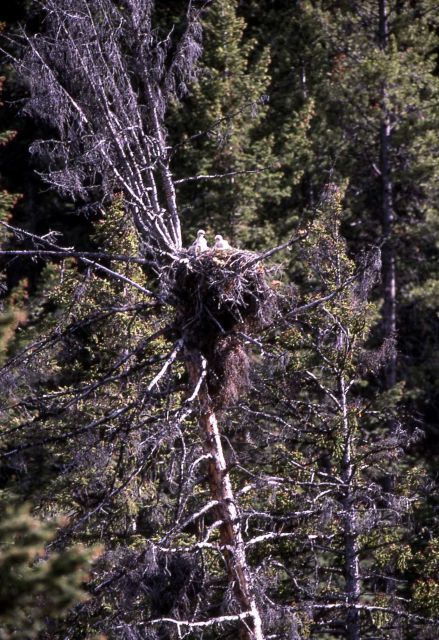 Red-tailed Hawk nest near Tower Junction Picture