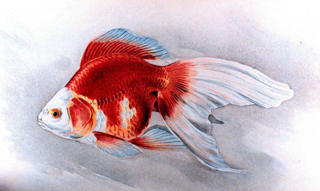 Ryukin goldfish, Plate XIX in: 
