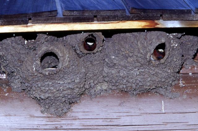 Cliff Swallows in nests on building Picture