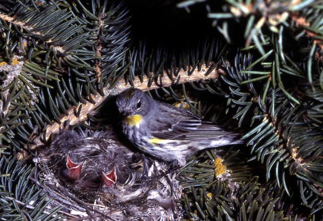 Yellow-rumped Warbler standing on nest with youn Picture