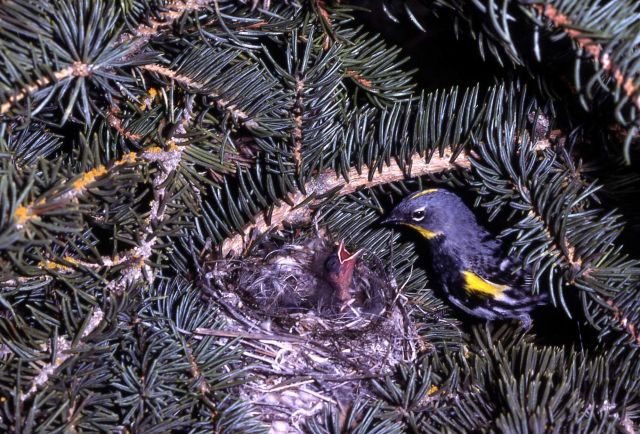 Yellow-rumped Warbler feeding young Picture