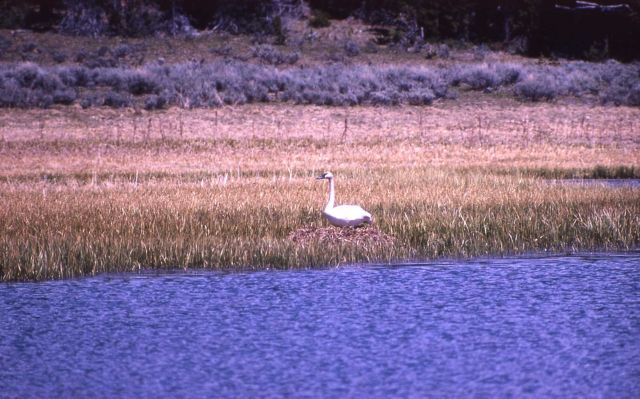 Trumpeter swan adult on nest Picture