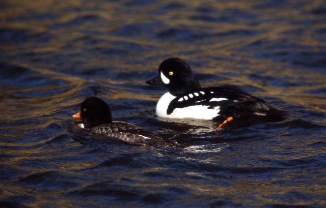 Barrow's goldeneye drake & hen Picture
