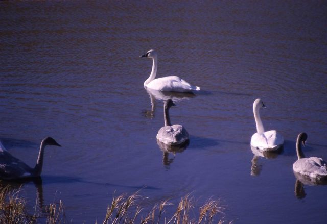 Trumpeter swan pair & three immatures Picture