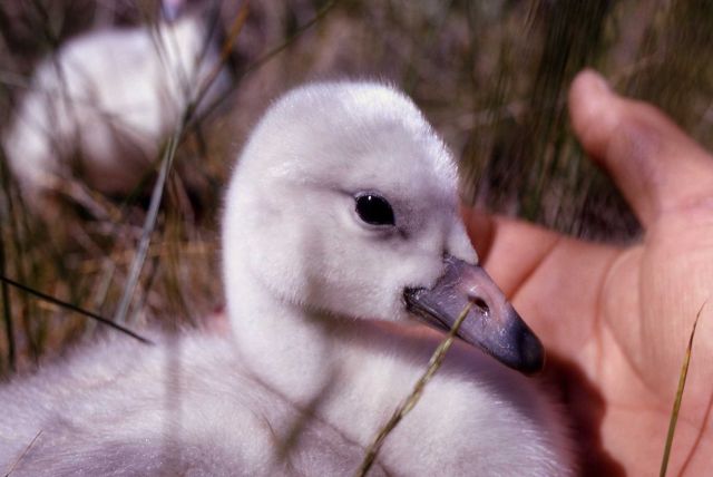 Trumpeter swan cygnets Picture