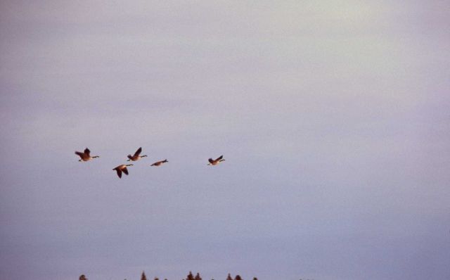 Five canada geese in flight over Fountain Flats Picture