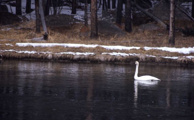 Trumpeter swan on the Madison River Picture