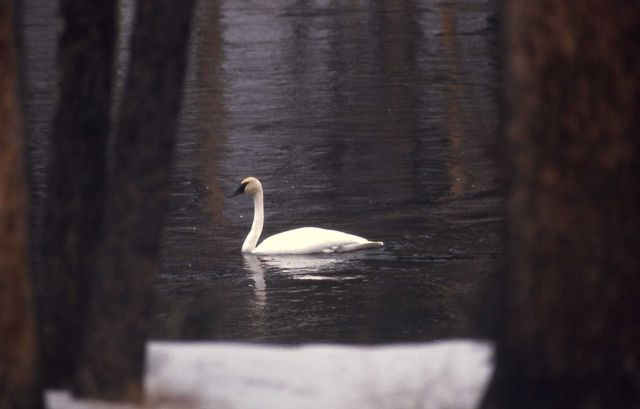 Trumpeter swan on Madison River Picture