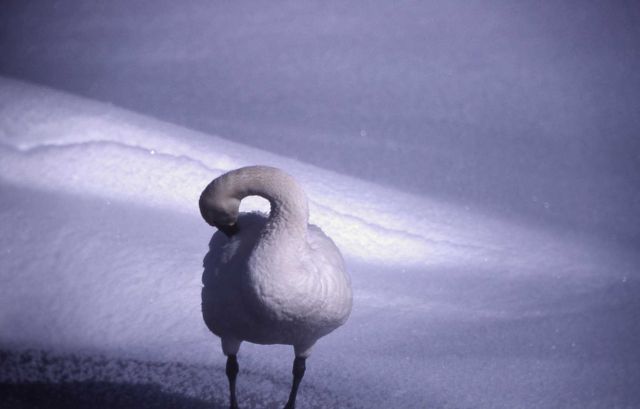 Tundra swan on the snow Picture