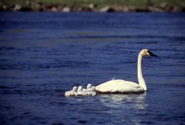 Trumpeter swan with cygnets Picture