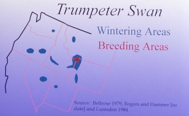 Trumpeter swan wintering/breeding areas map Picture