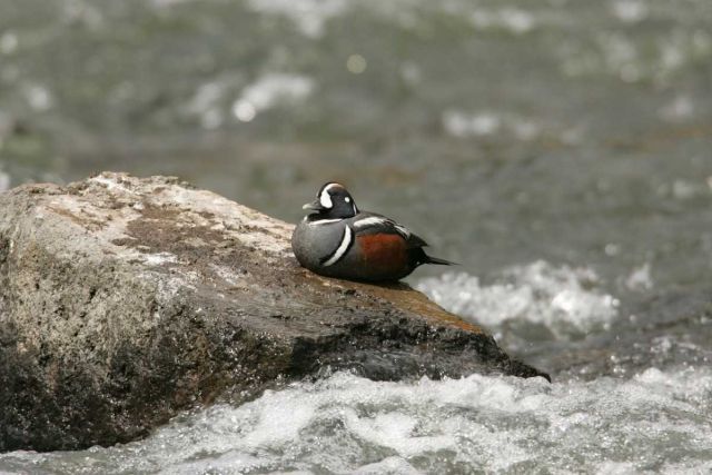Male Harlequin Duck at LeHardy Rapids Picture