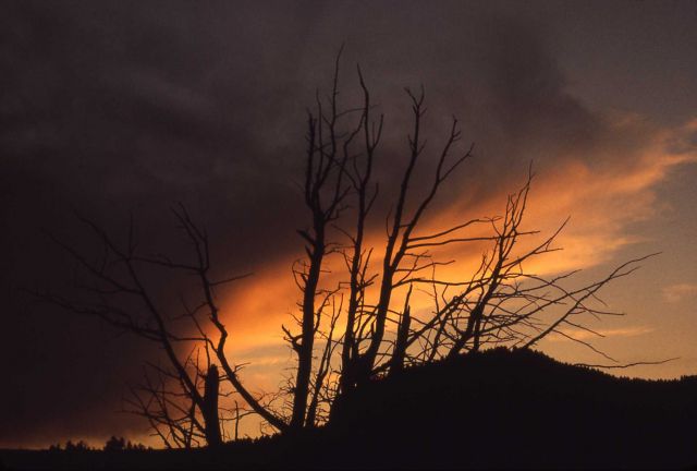 Tree branches silhouetted in sunset near Slough Creek Picture