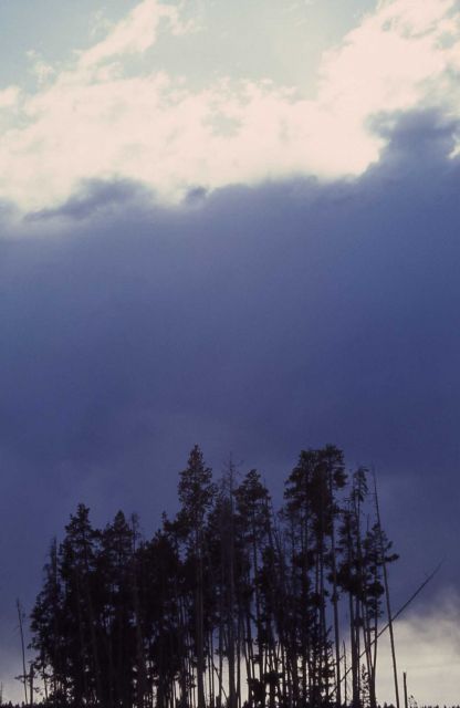 Blue clouds behind a stand of lodgepole pines Picture