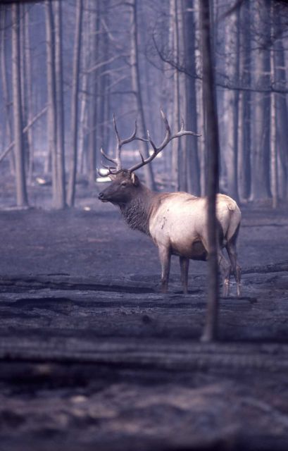 Bull elk in burned forest - Fire Picture
