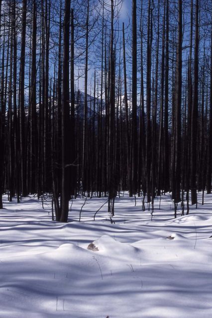 Snow in burned forest east of Cooke City Picture