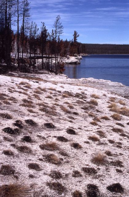 Burned tufts of grass along geyser basin Picture