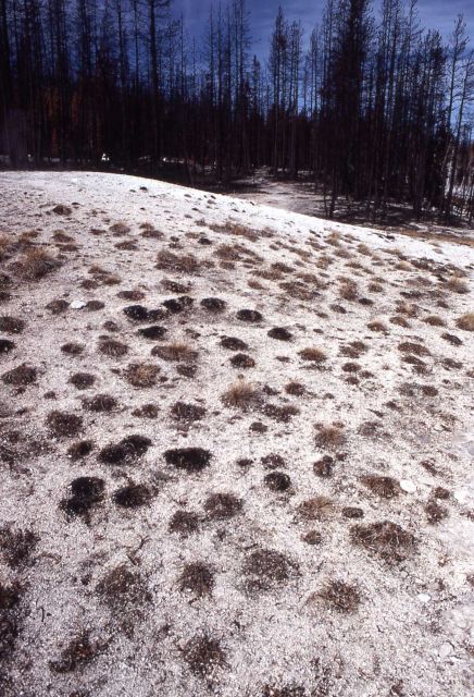 Burned tufts of grass along geyser basin with trees in the background Picture