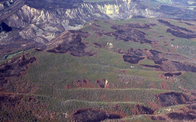 Mosaic fire pattern in Madison Canyon Picture