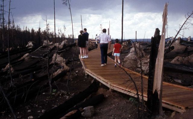 Visitors on boardwalk leading to raodside fire exhibit at blow down Picture