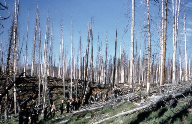 White Lake fire burned over area Picture