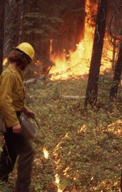 Firefighters starting fire with drip torch - Backfires Picture