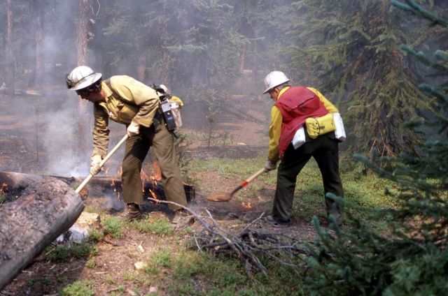 Two firefighters putting out a spot fire near Grant Village Picture