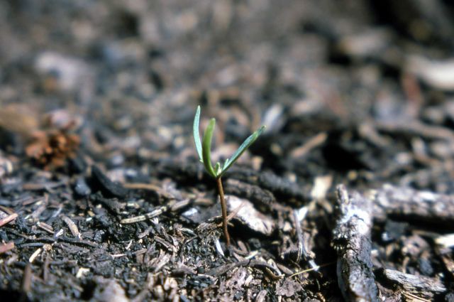 Subalpine fir seedling one year after the 1974 Fan Creek fire Picture