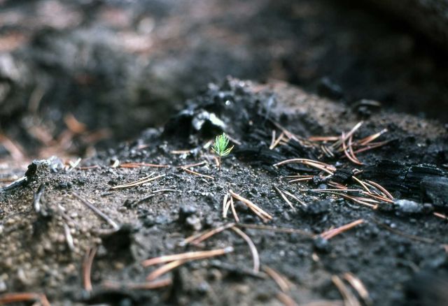 Lodgepole pine seedling after the 1979 Beaver Heart fire Picture